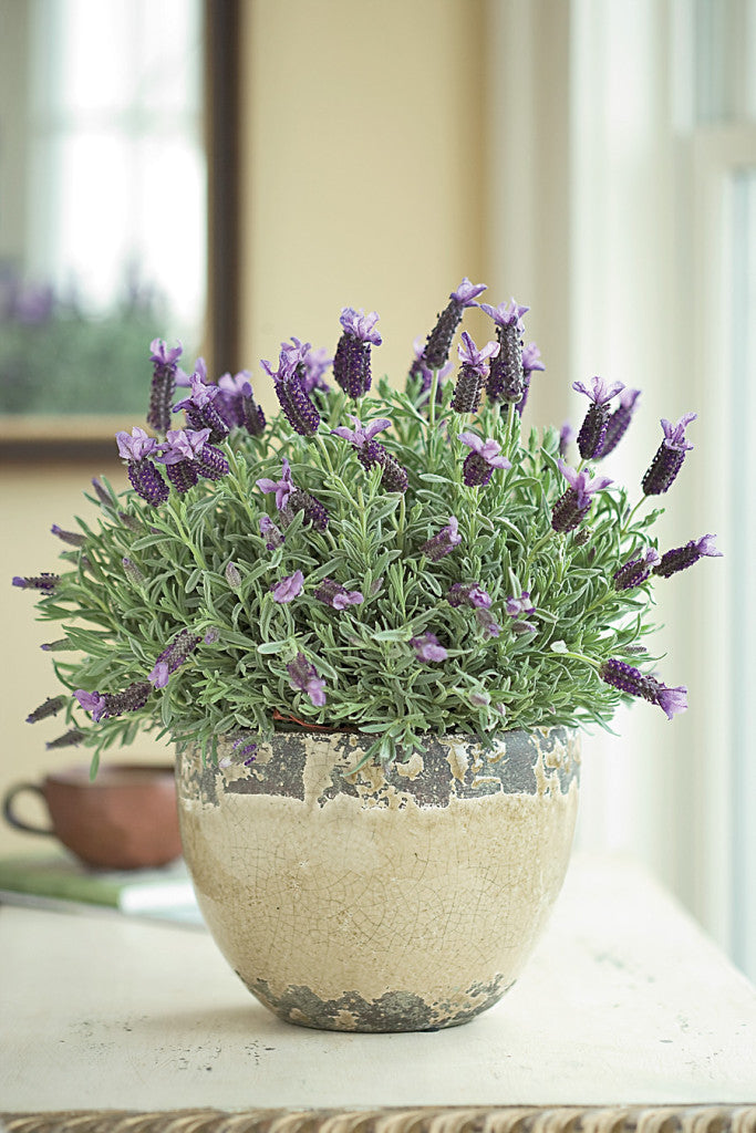 5 Easy-to-Grow Plants You Should Have in Your Home